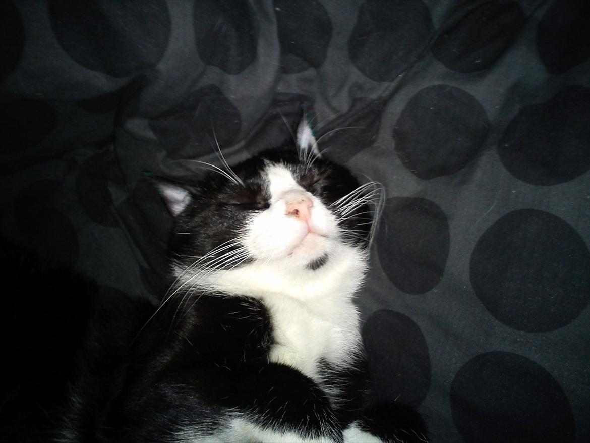 Blanding af racer Coco billede 13