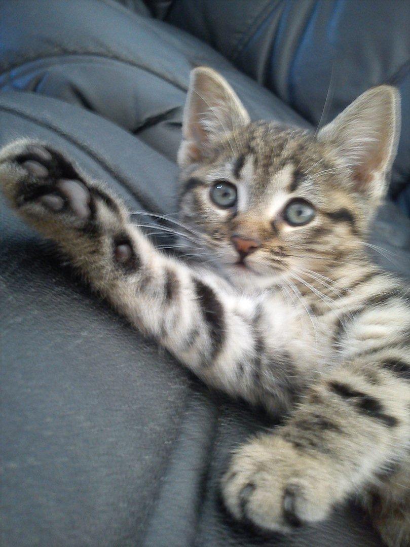 Huskat Lille Mis billede 1