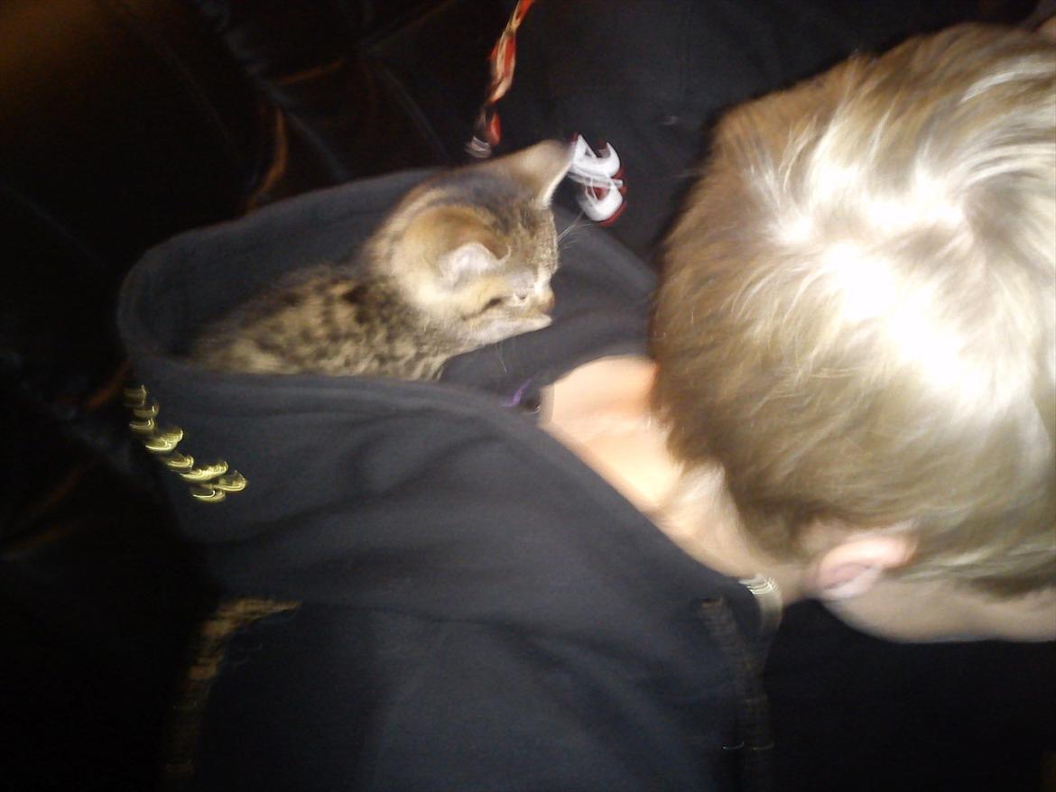 Huskat Lille Mis billede 2