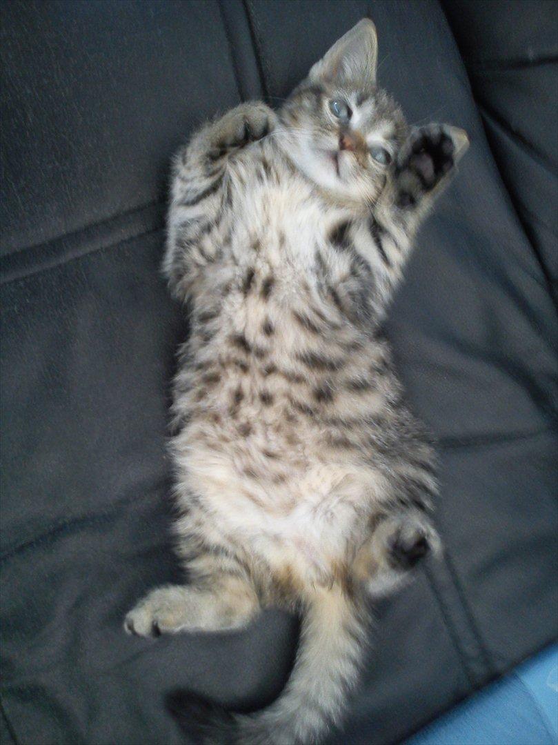 Huskat Lille Mis billede 3