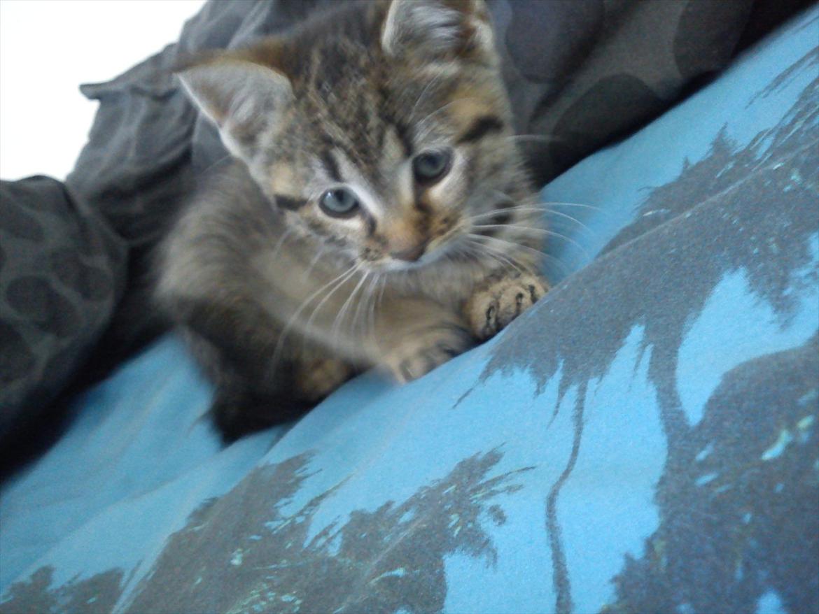 Huskat Lille Mis billede 4