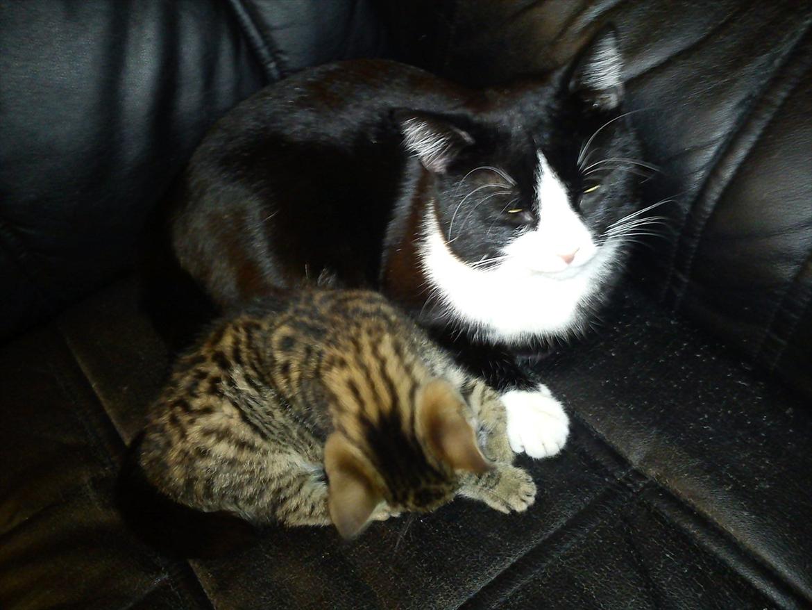 Huskat Lille Mis billede 5