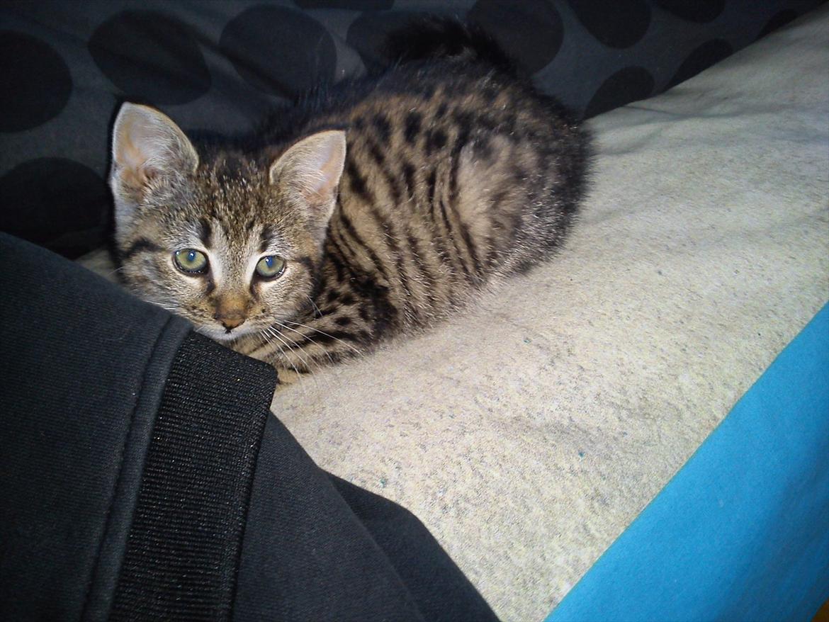 Huskat Lille Mis billede 6