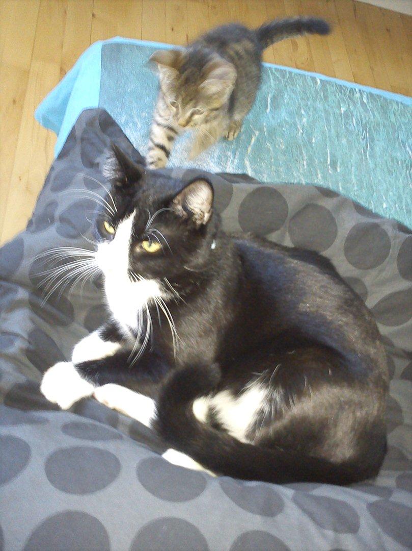 Huskat Lille Mis billede 7