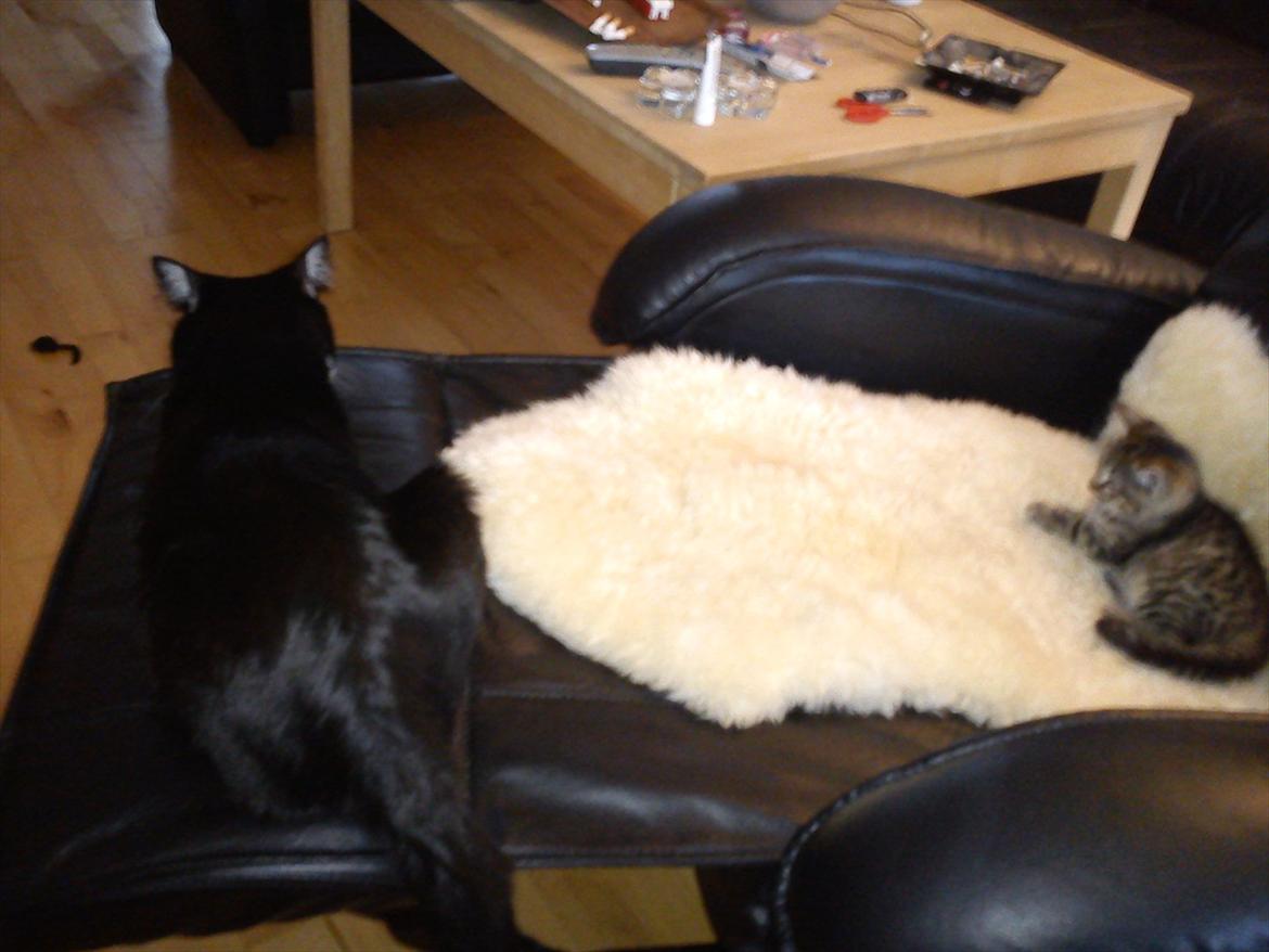 Huskat Lille Mis billede 8