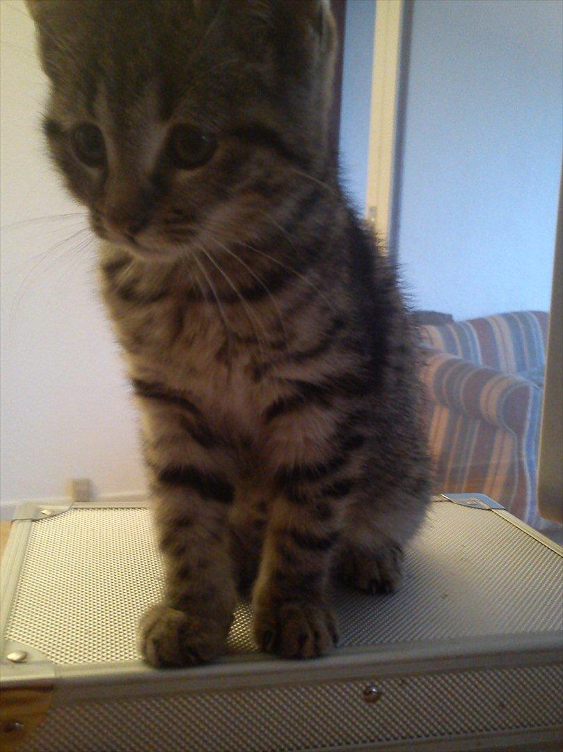 Huskat Lille Mis billede 9