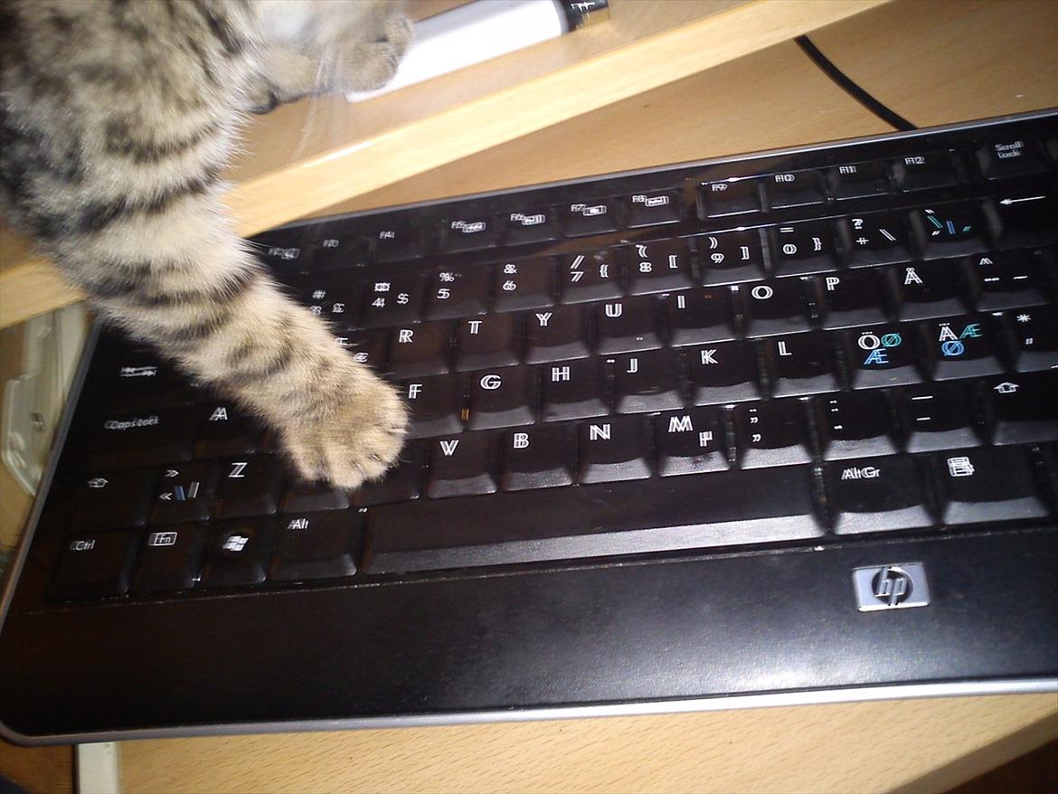 Huskat Lille Mis billede 10