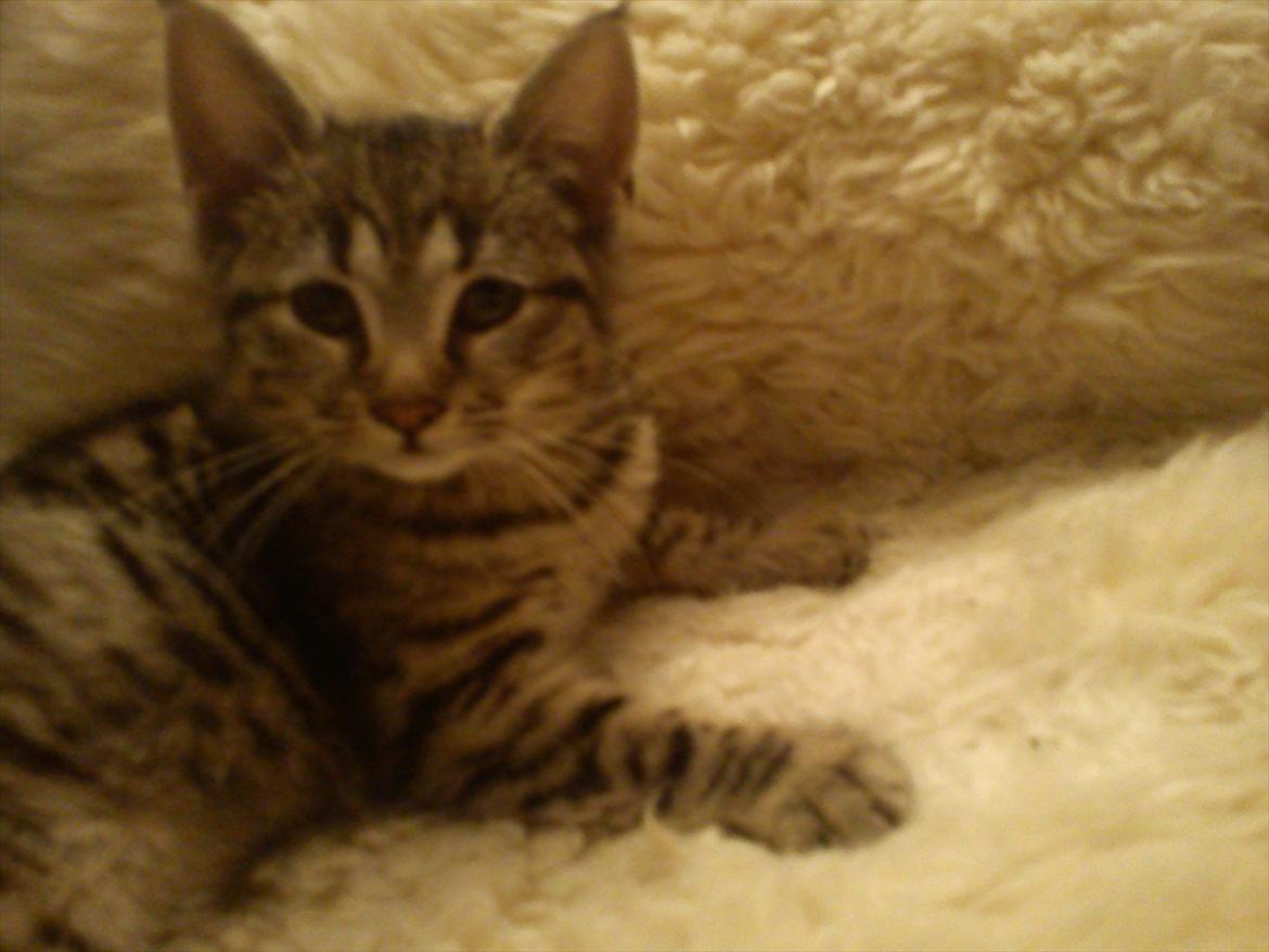 Huskat Lille Mis billede 11