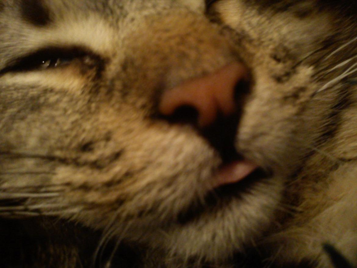 Huskat Lille Mis billede 12