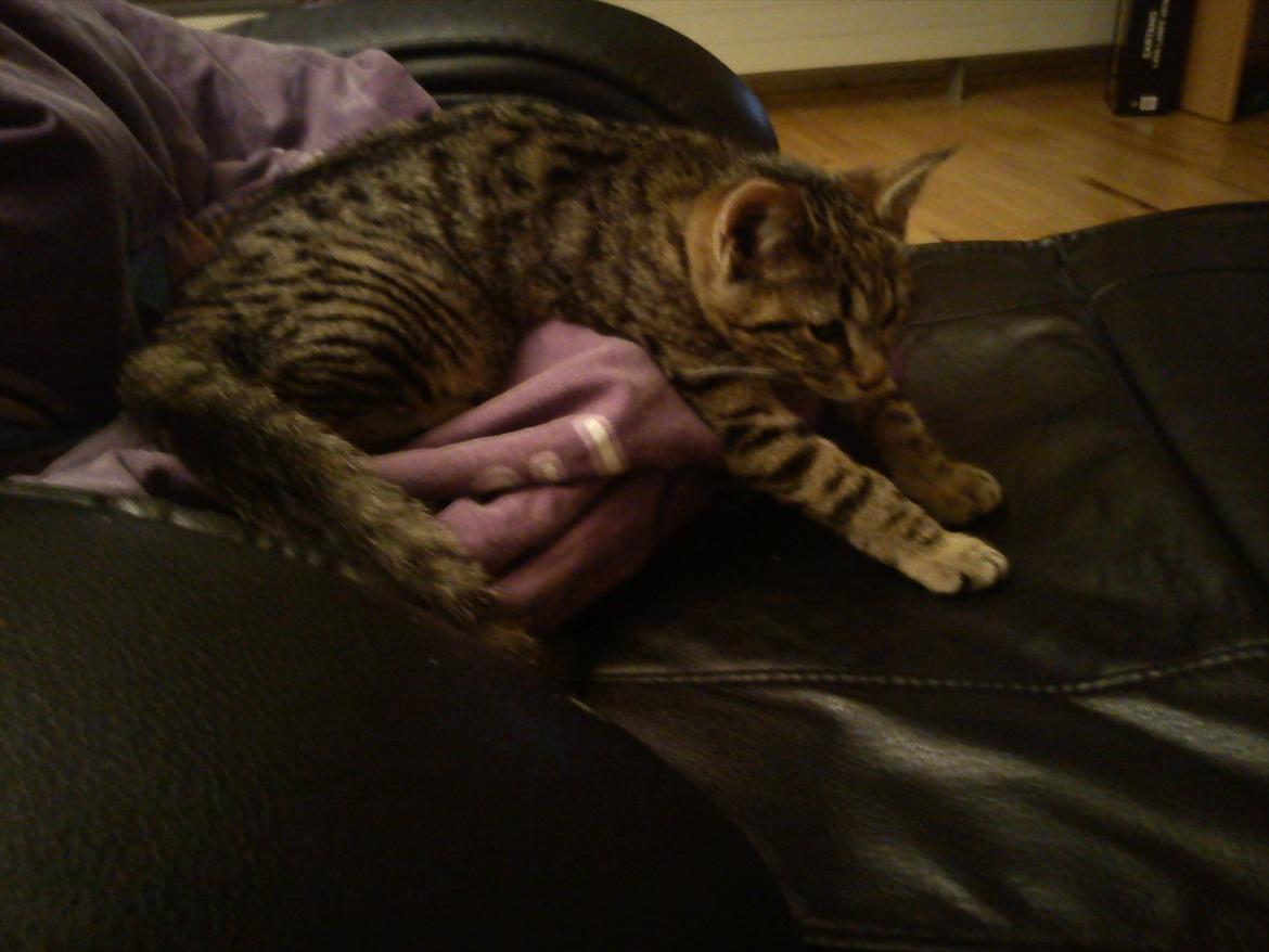 Huskat Lille Mis billede 13