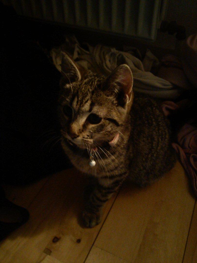 Huskat Lille Mis billede 14