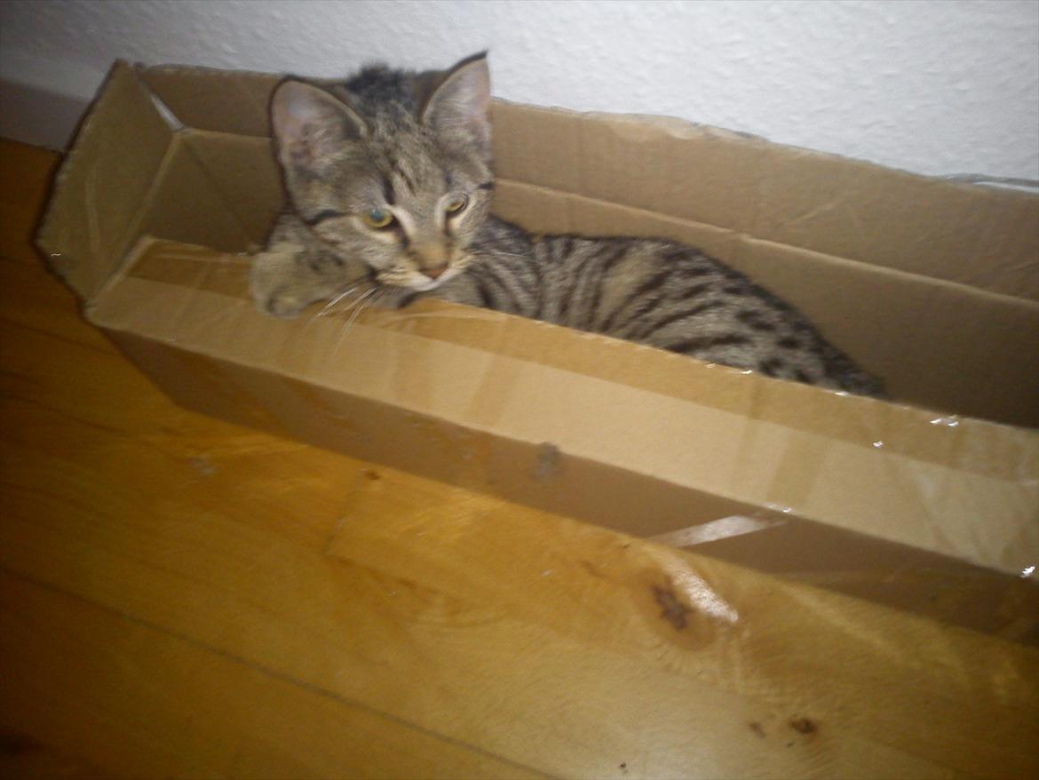 Huskat Lille Mis billede 15