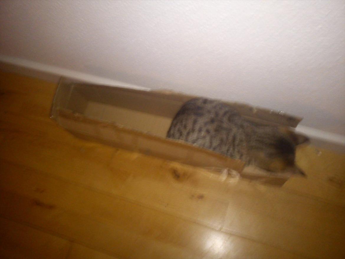 Huskat Lille Mis billede 16