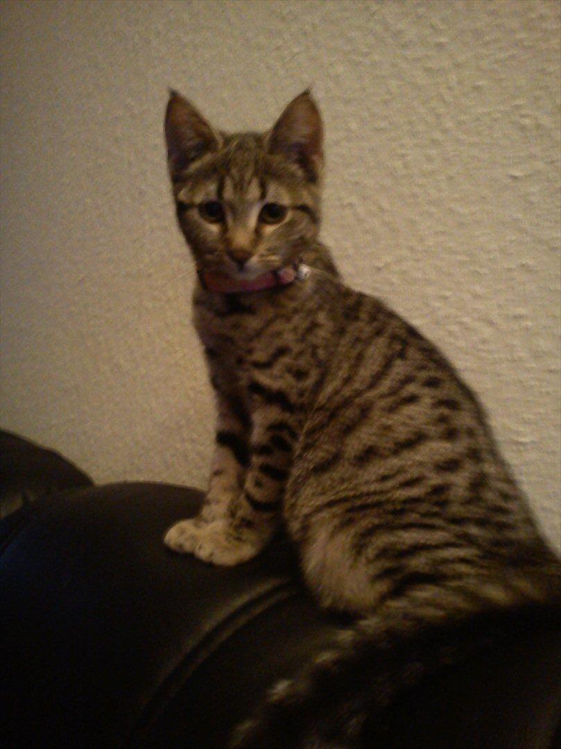 Huskat Lille Mis billede 17