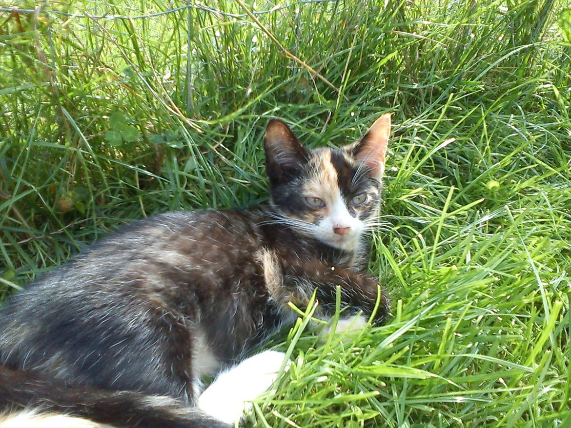 Huskat Lille Jarmi Mis billede 1