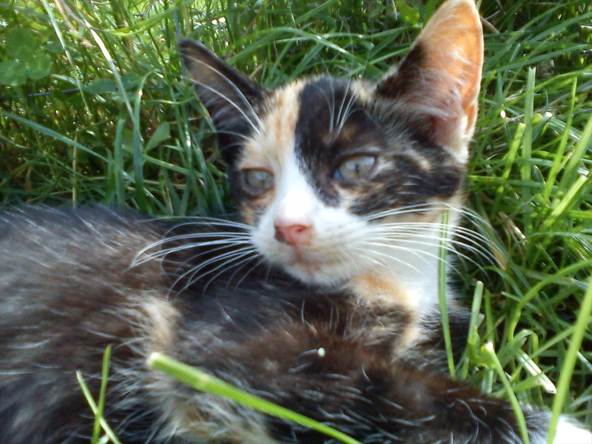 Huskat Lille Jarmi Mis billede 3