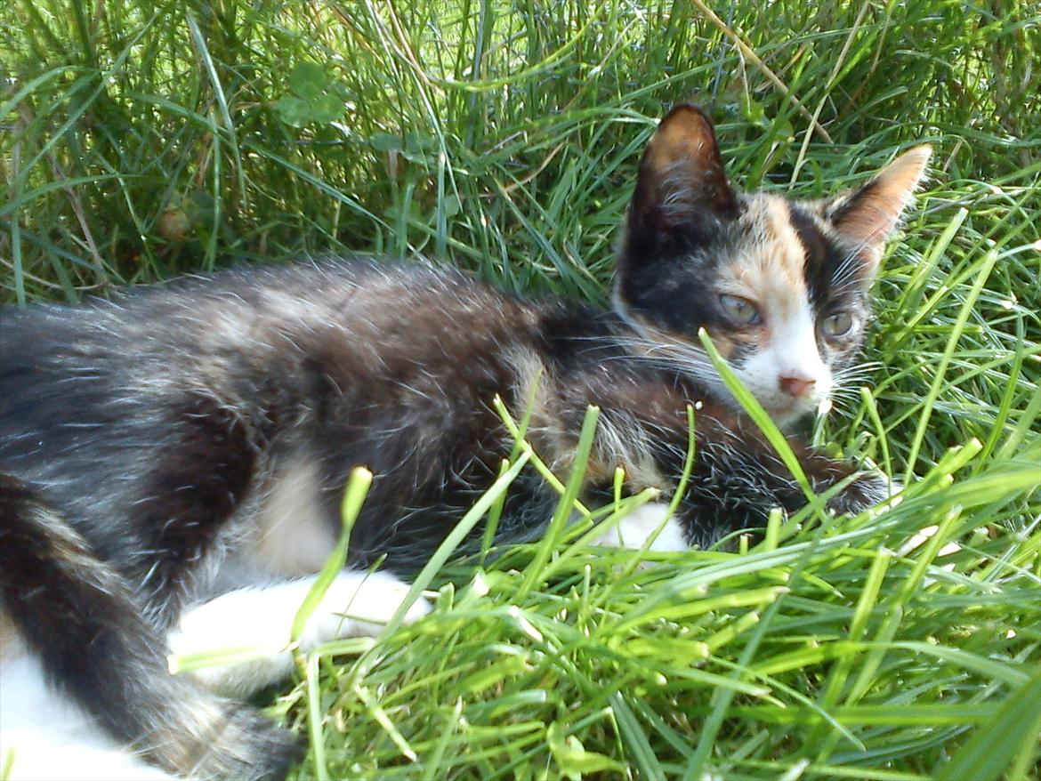 Huskat Lille Jarmi Mis billede 4