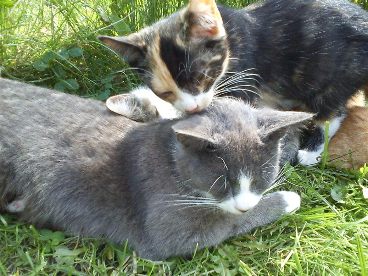 Huskat Lille Jarmi Mis - Mor gør mig så tit ren <3 nu vil jeg gøre mor ren <3 billede 2