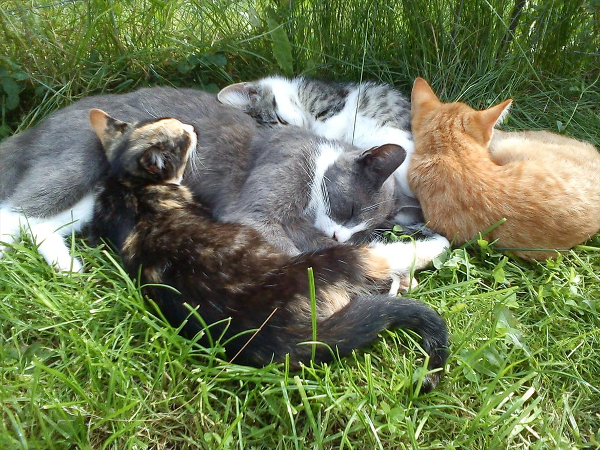 Huskat Lille Jarmi Mis - Hun elsker virklig sin mor<3 billede 6