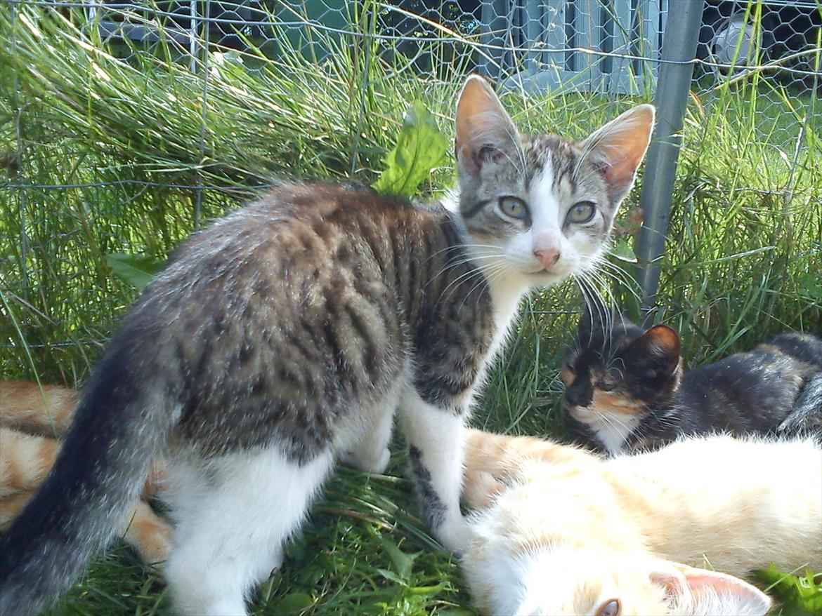 Huskat Bivskid R.I.P søndag d. 2 oktober 2011 billede 2