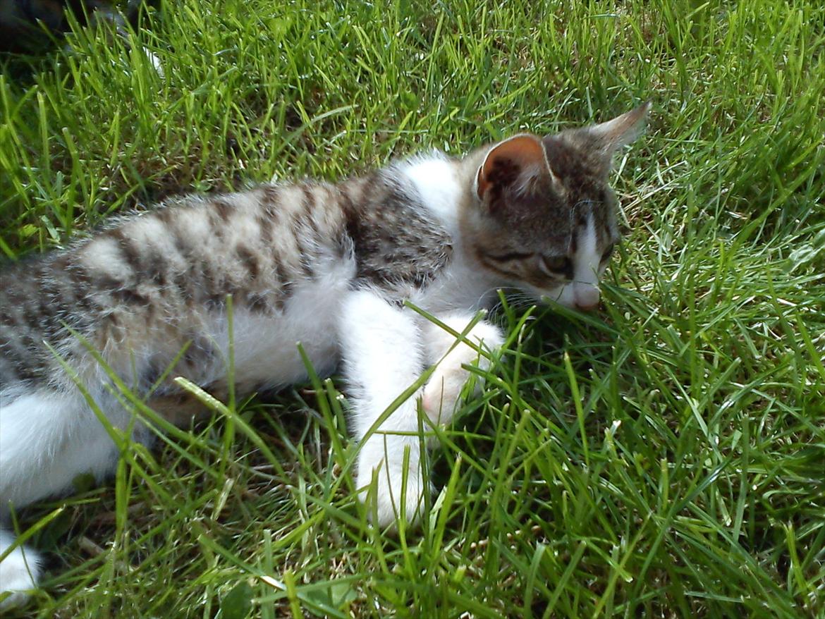 Huskat Bivskid R.I.P søndag d. 2 oktober 2011 billede 3