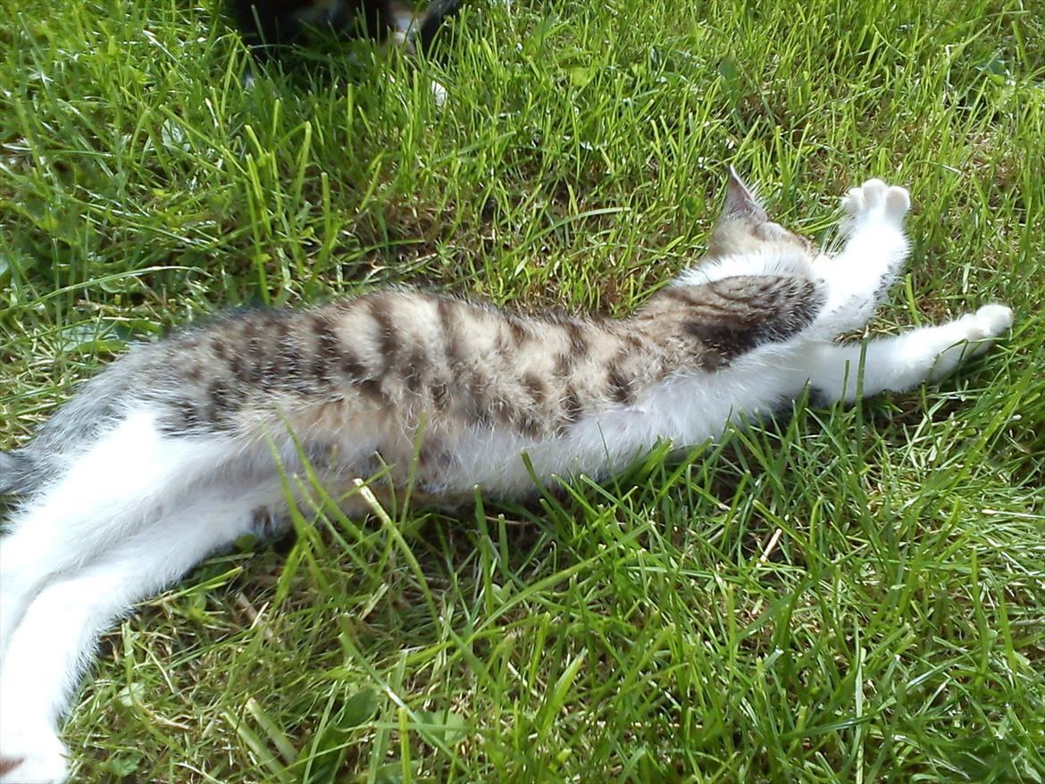 Huskat Bivskid R.I.P søndag d. 2 oktober 2011 billede 4