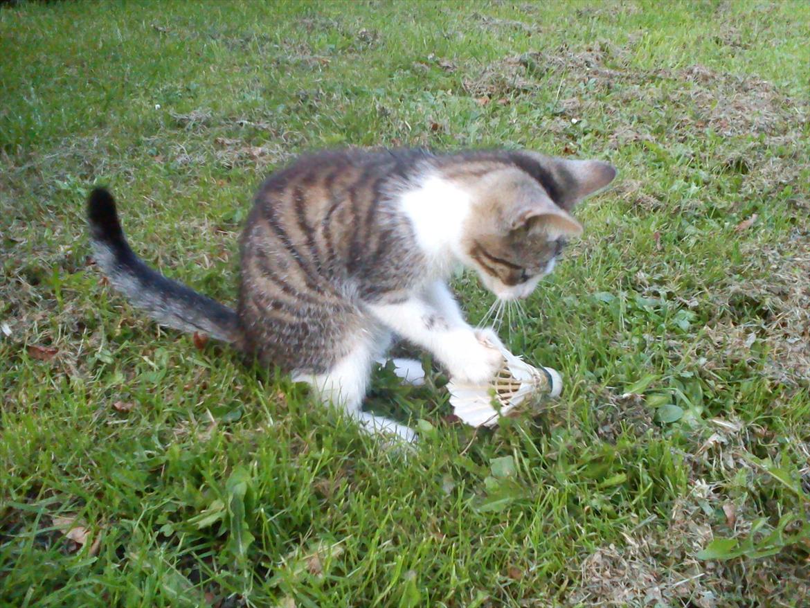 Huskat Bivskid R.I.P søndag d. 2 oktober 2011 billede 5