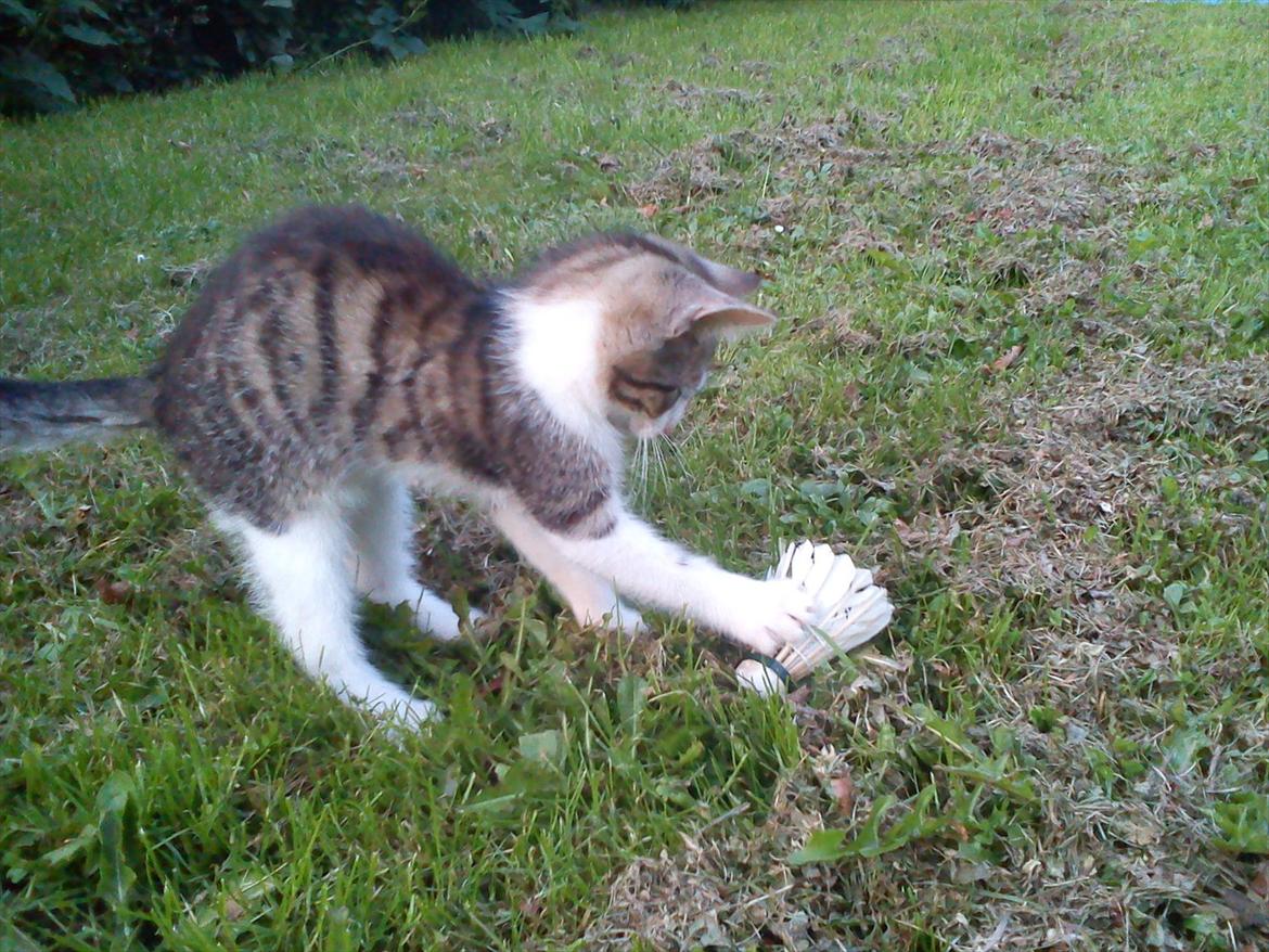 Huskat Bivskid R.I.P søndag d. 2 oktober 2011 billede 6