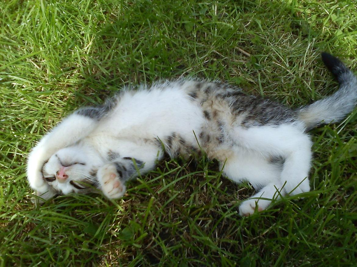 Huskat Bivskid R.I.P søndag d. 2 oktober 2011 billede 9