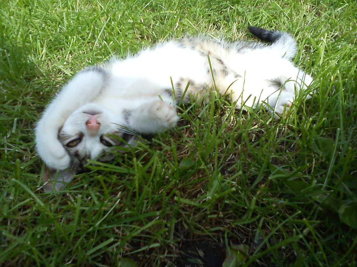 Huskat Bivskid R.I.P søndag d. 2 oktober 2011 billede 10