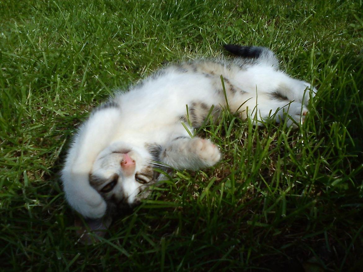 Huskat Bivskid R.I.P søndag d. 2 oktober 2011 billede 11