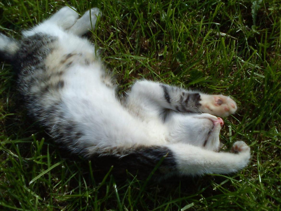 Huskat Bivskid R.I.P søndag d. 2 oktober 2011 billede 12