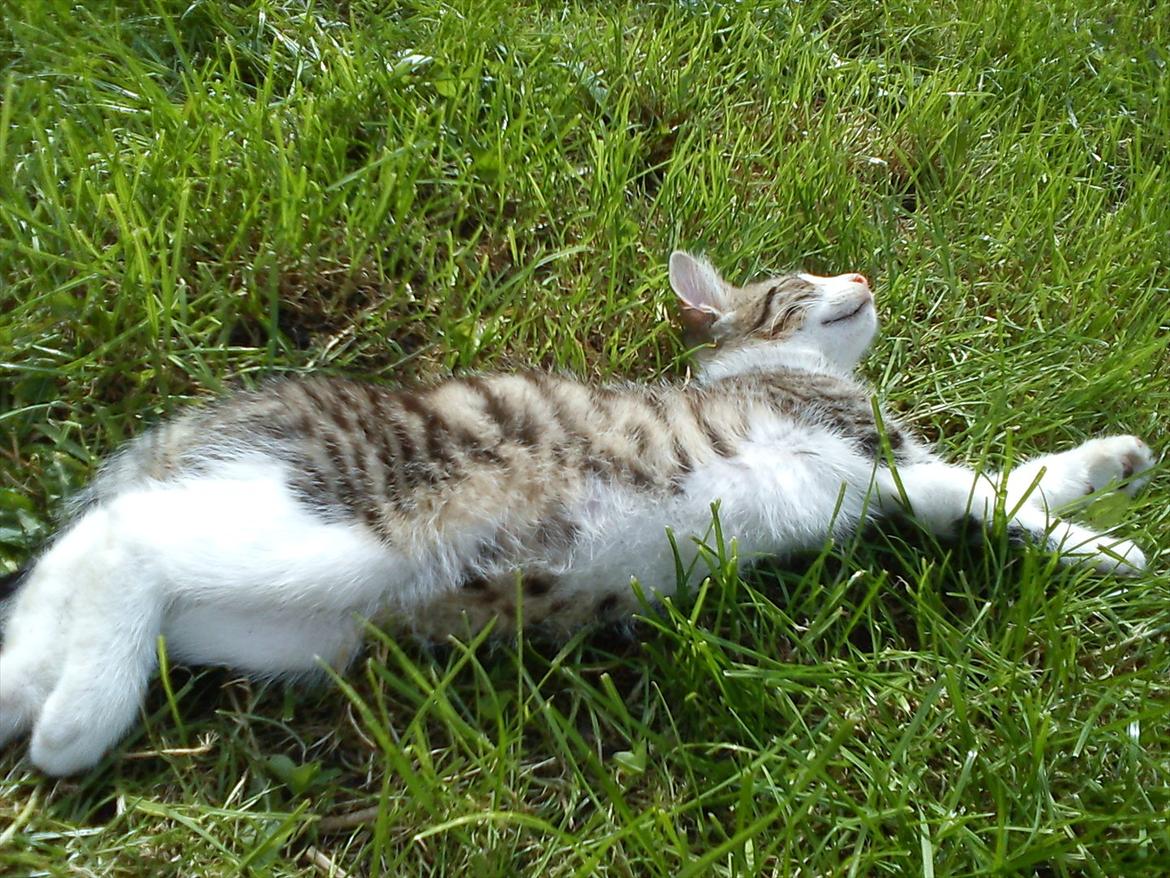 Huskat Bivskid R.I.P søndag d. 2 oktober 2011 billede 13