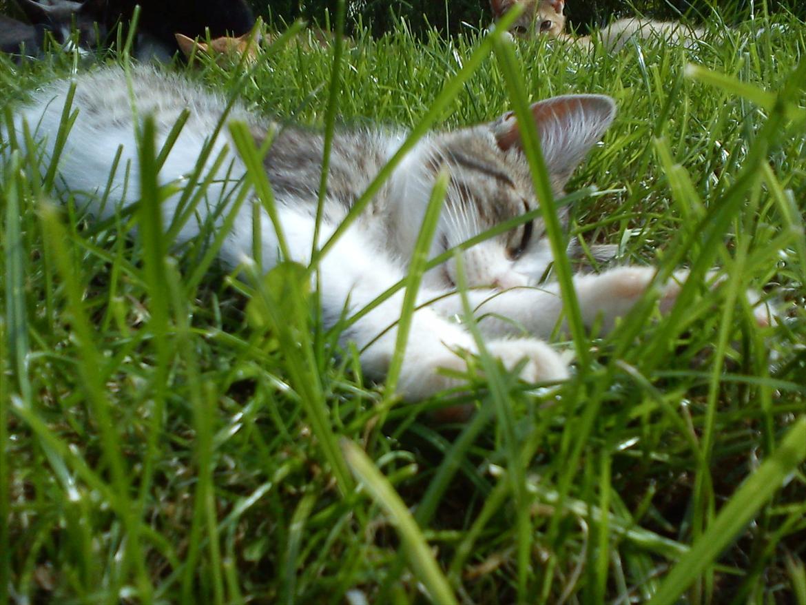 Huskat Bivskid R.I.P søndag d. 2 oktober 2011 billede 1