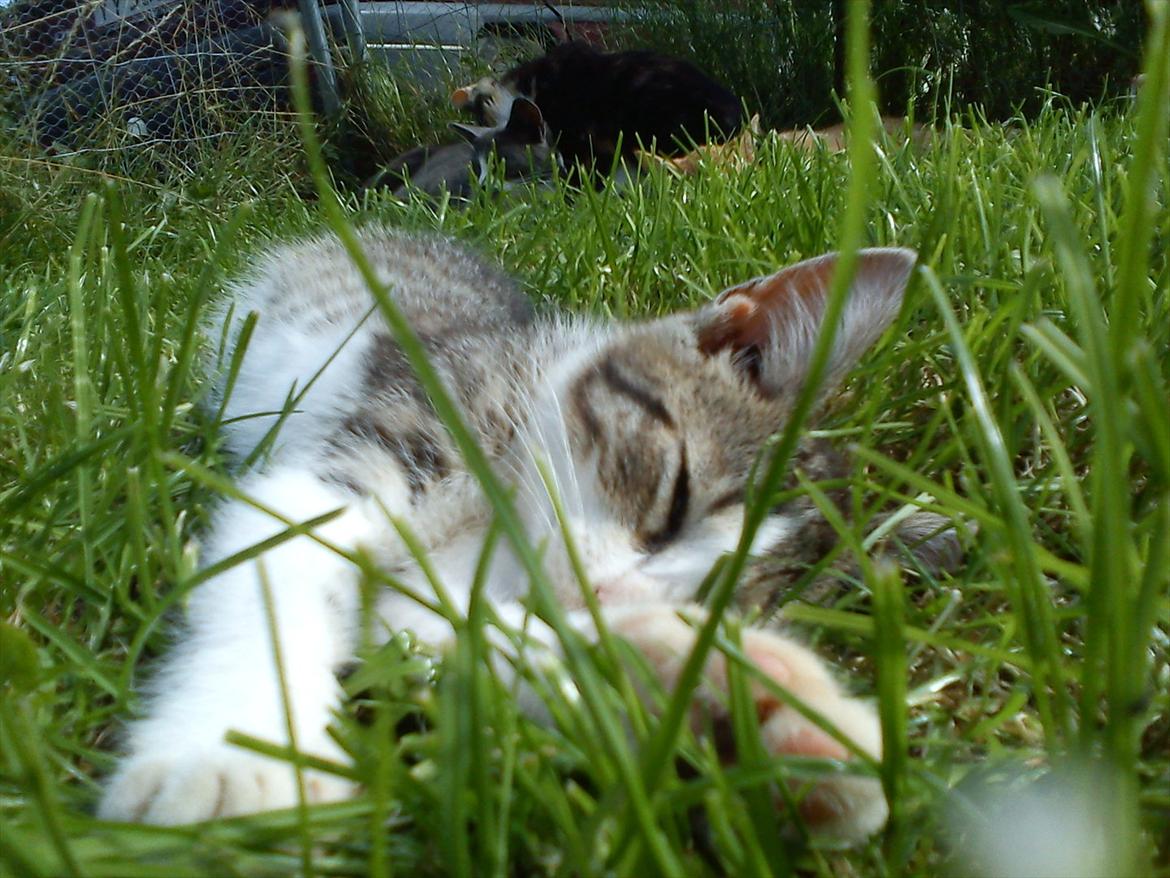 Huskat Bivskid R.I.P søndag d. 2 oktober 2011 billede 14