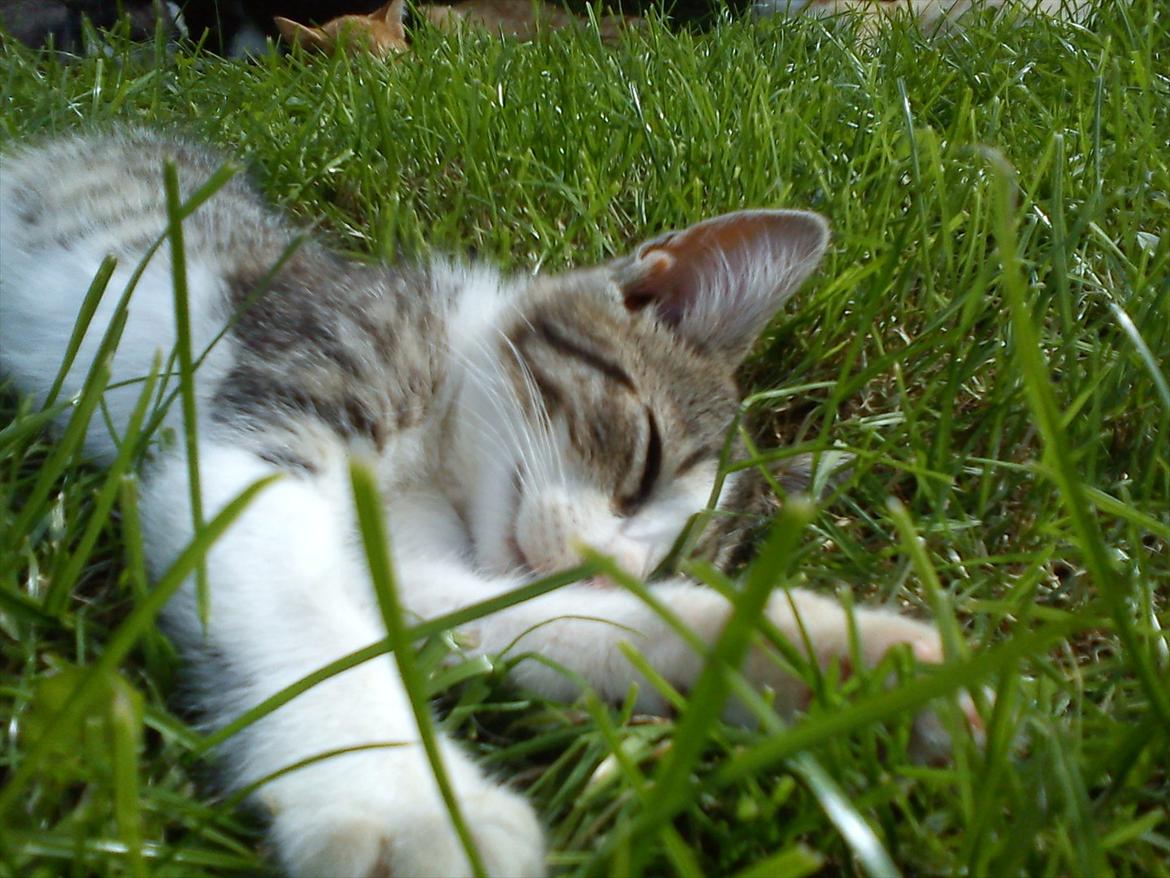 Huskat Bivskid R.I.P søndag d. 2 oktober 2011 billede 15