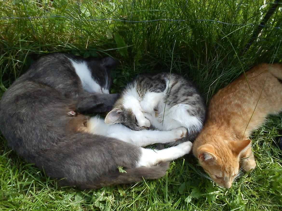 Huskat Bimse billede 2