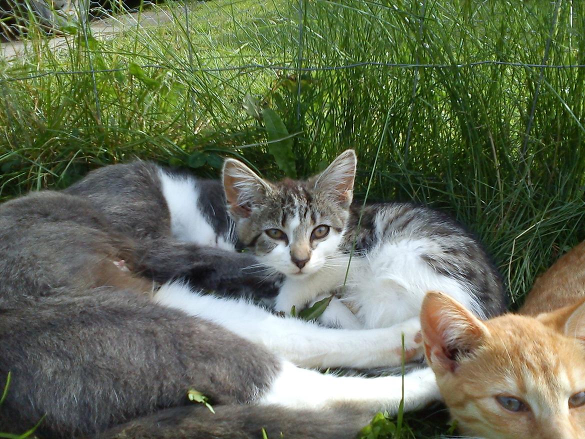 Huskat Bimse billede 3