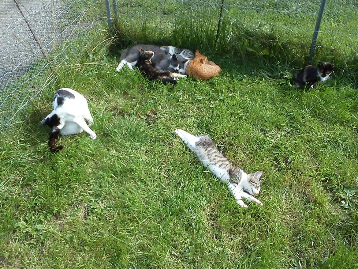 Huskat Bimse billede 6