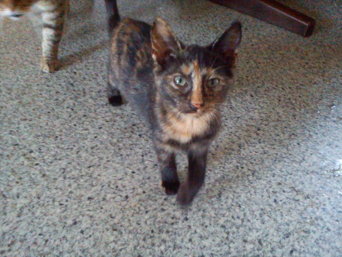 Huskat Kosmos/Min hvalp/ billede 3