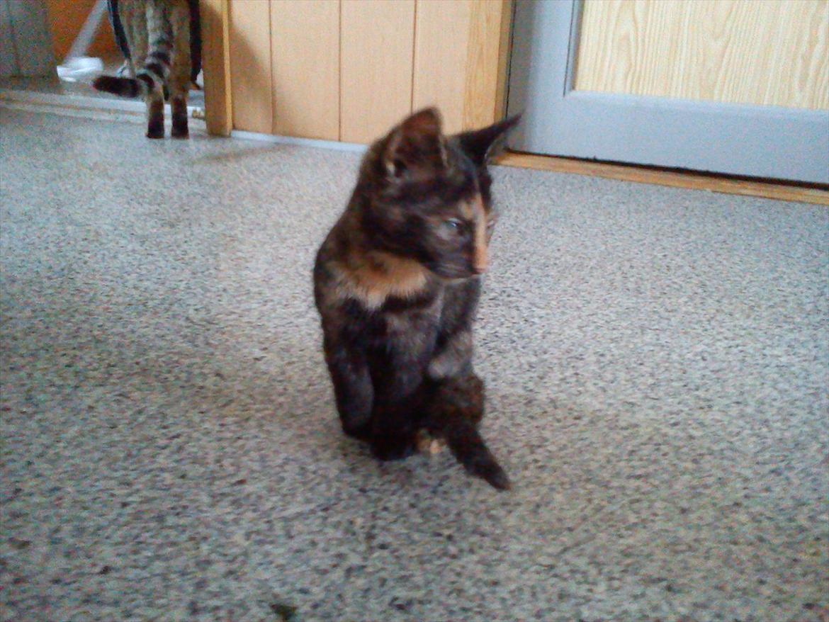 Huskat Kosmos/Min hvalp/ billede 4