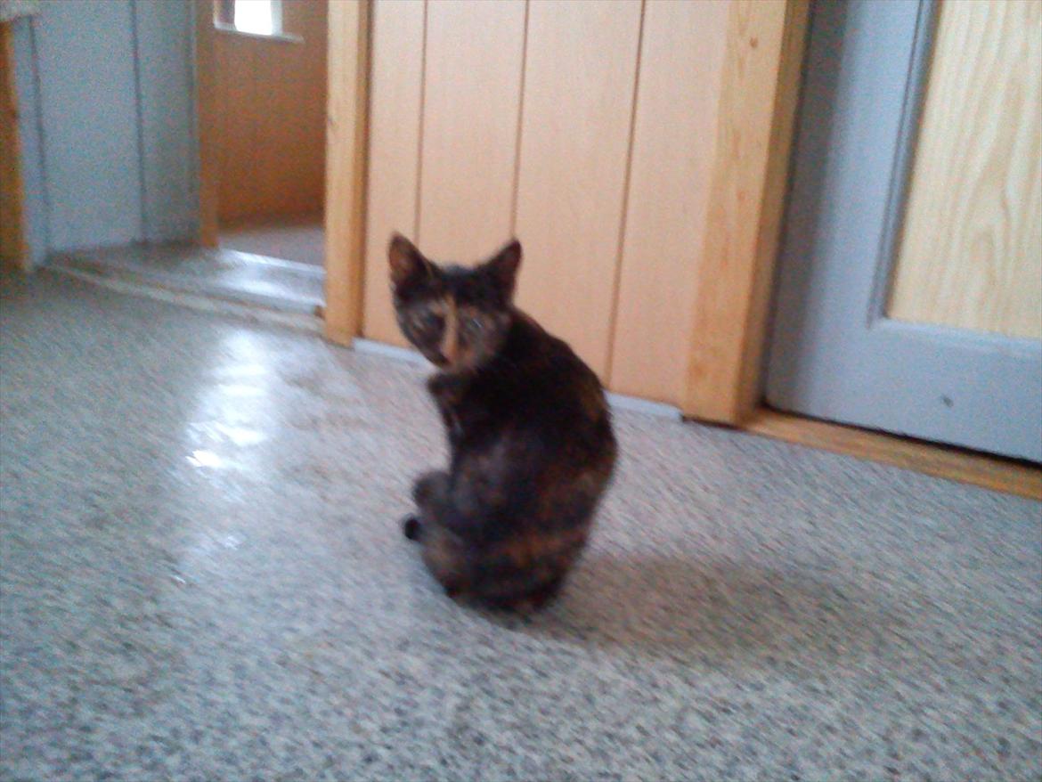 Huskat Kosmos/Min hvalp/ billede 5