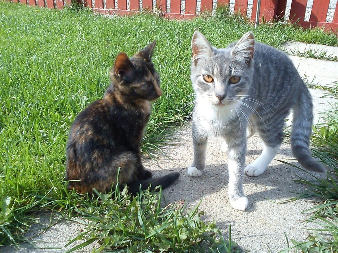 Huskat Kosmos/Min hvalp/ billede 6