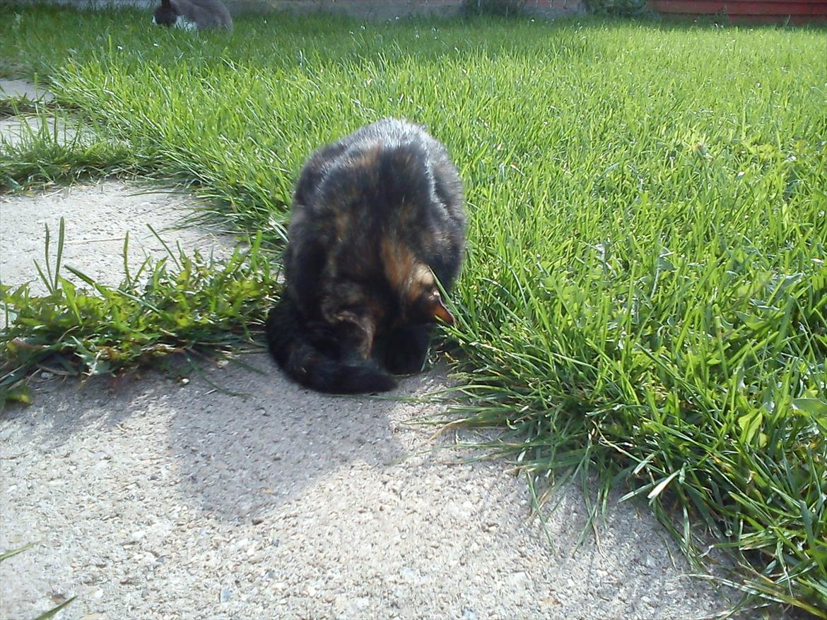 Huskat Kosmos/Min hvalp/ billede 7