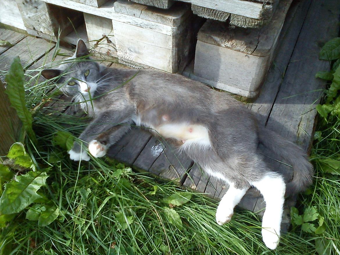 Huskat Silver billede 1