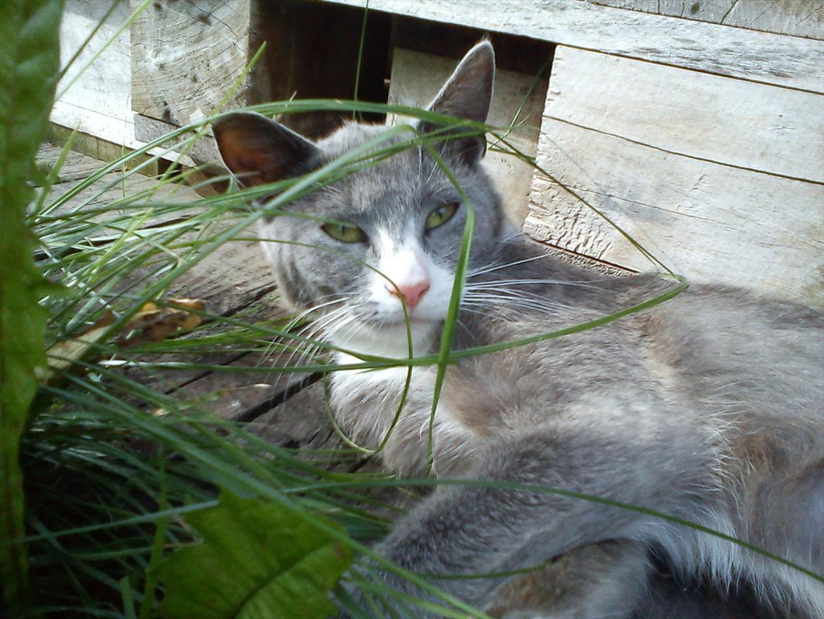 Huskat Silver billede 2