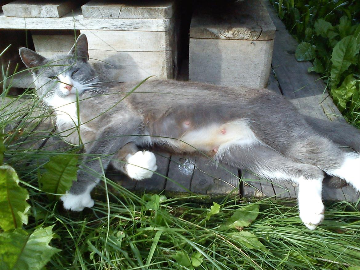 Huskat Silver billede 3