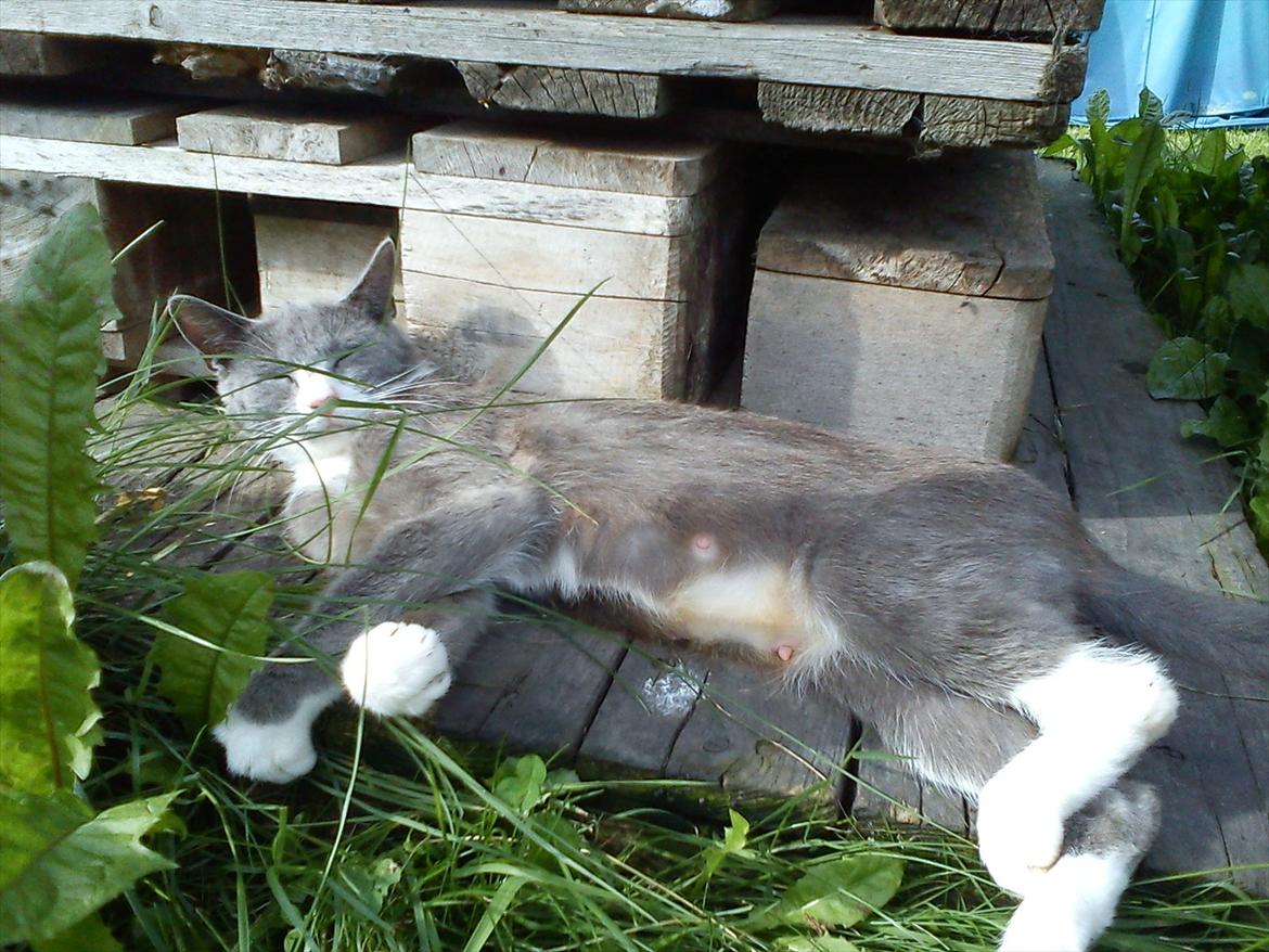 Huskat Silver billede 4