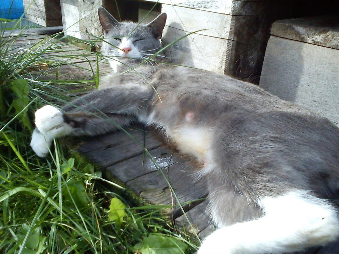 Huskat Silver billede 5