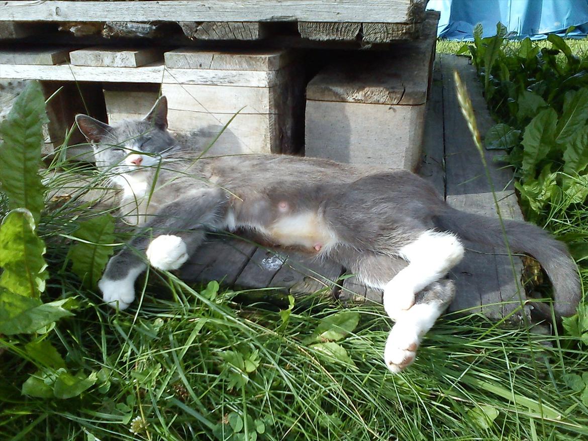 Huskat Silver billede 6